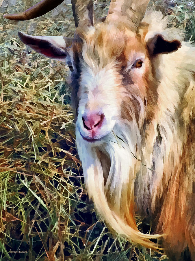 Goat Photograph - Billy Goat Closeup by Susan Savad