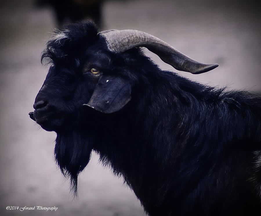 Billy Goat  Photograph by Debra Forand