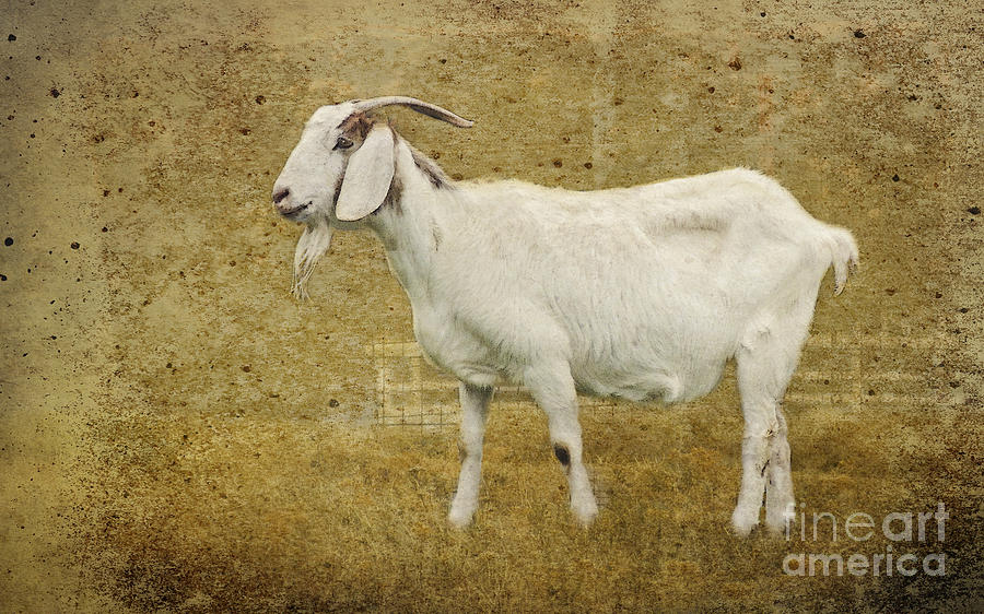 Billy Goat Gruff Photograph by Betty LaRue