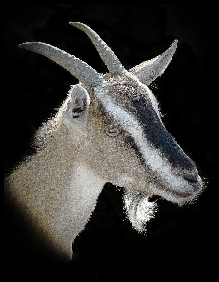 Billy Goat Photograph by Kenneth Cole