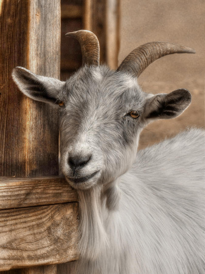 Goat Photograph - Billy Goat by Lori Deiter