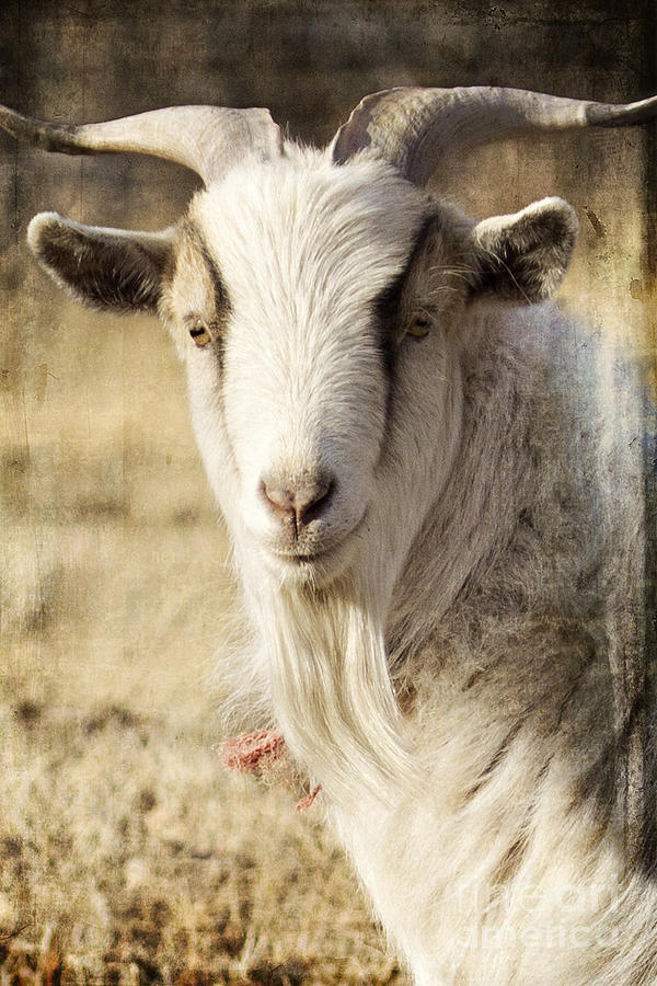 Billy Goat Photograph by Pam  Holdsworth