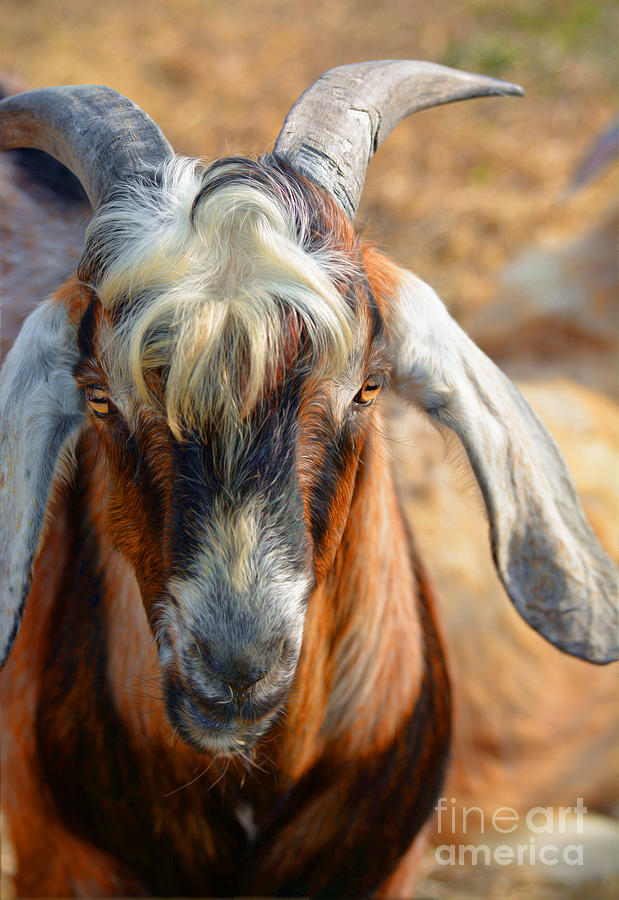 Billy Goat Photograph by Savannah Gibbs