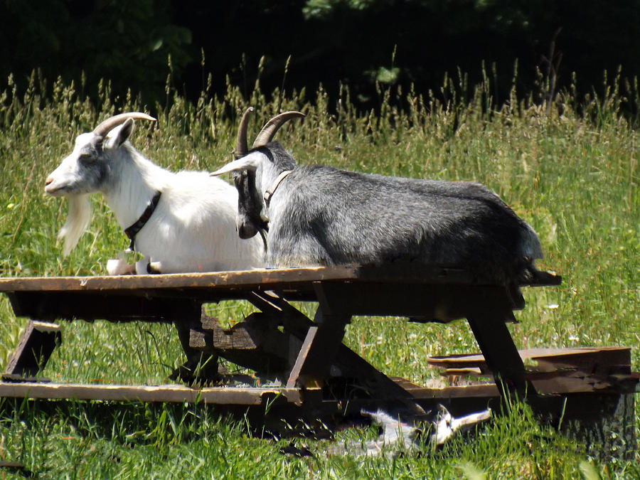 Billy Goats Picnic Photograph by Brenda Brown