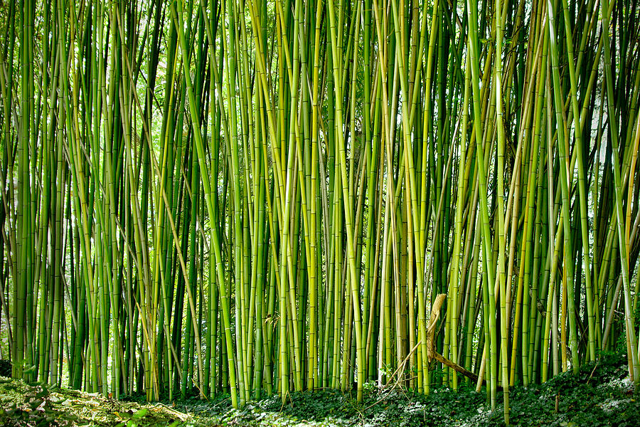 Biltmore Bamboo Photograph by Jon Exley