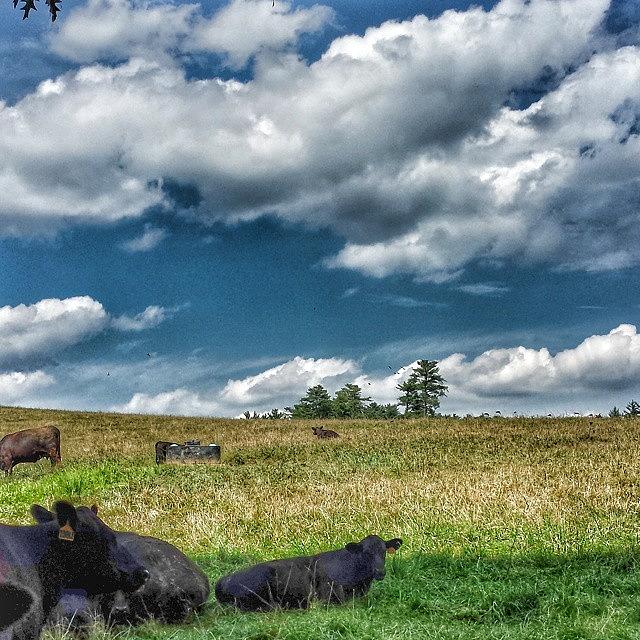 Summer Photograph - Biltmore Cows
#asheville #biltmore by Hilary Solack