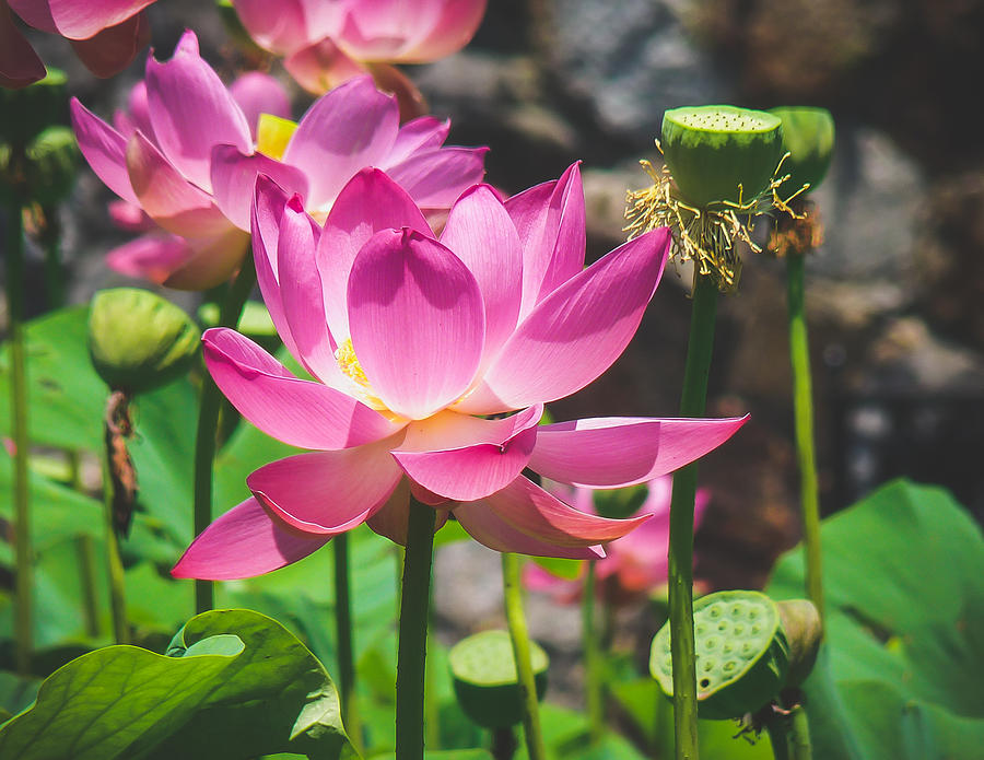 Exotic Lotus Flowers Photograph by Sherie LaPrade
