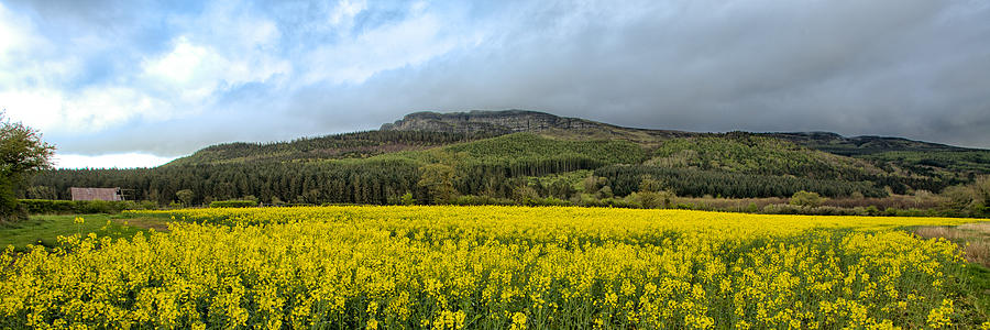 Binevenagh on Yellow 1 Photograph by Nigel R Bell