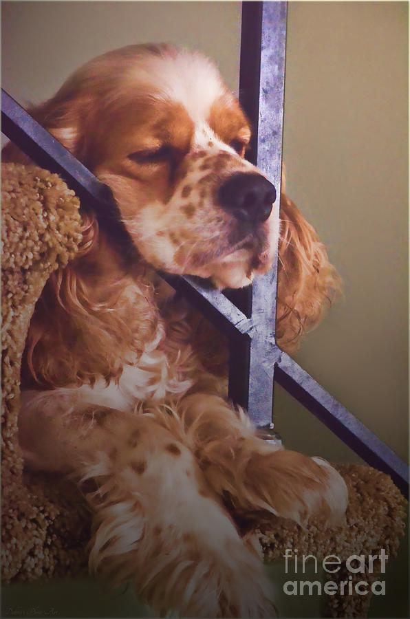 Nature Photograph - Bingo loves his nap on the stairs by Debbie Portwood