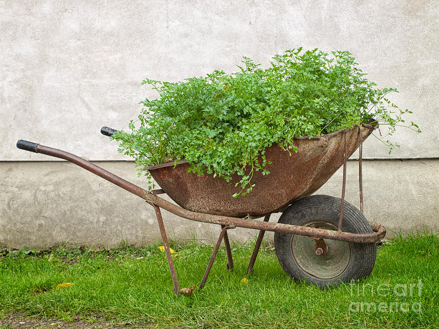 Nature Photograph - Bio wheelbarrow by Sinisa Botas