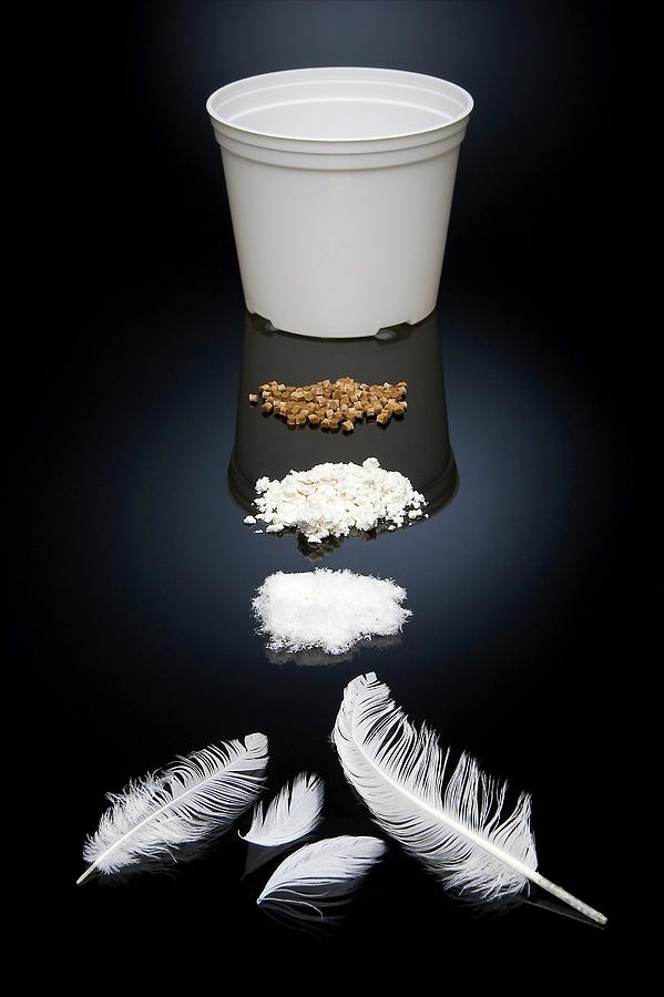 Biodegradable Plastic From Feathers Photograph by Stephen Ausmus/us Department Of Agriculture/science Photo Library