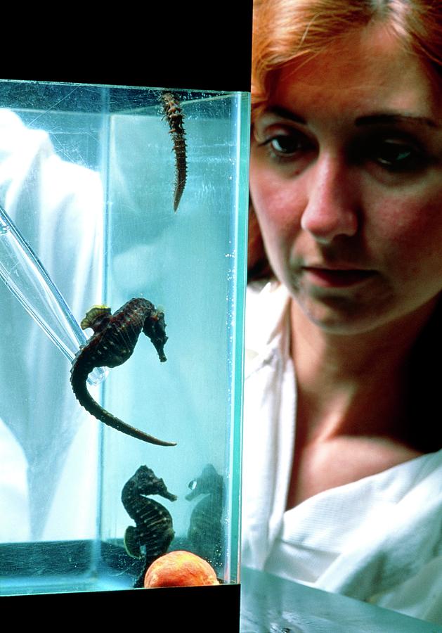 Biologist Feeding Seahorses (hippocampus Sp.) Photograph by Mauro Fermariello/science Photo Library