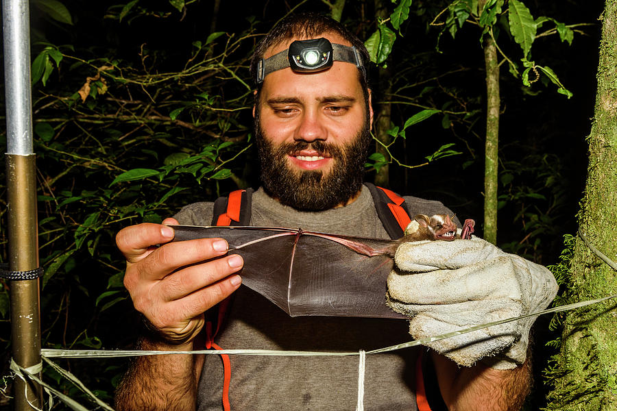 Biologist Holding Bat Captured Photograph by Vitor Marigo - Fine Art ...
