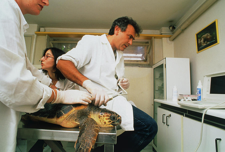 Biologists Performing Ultrasound Scan Of Turtle Photograph by Mauro Fermariello/science Photo Library