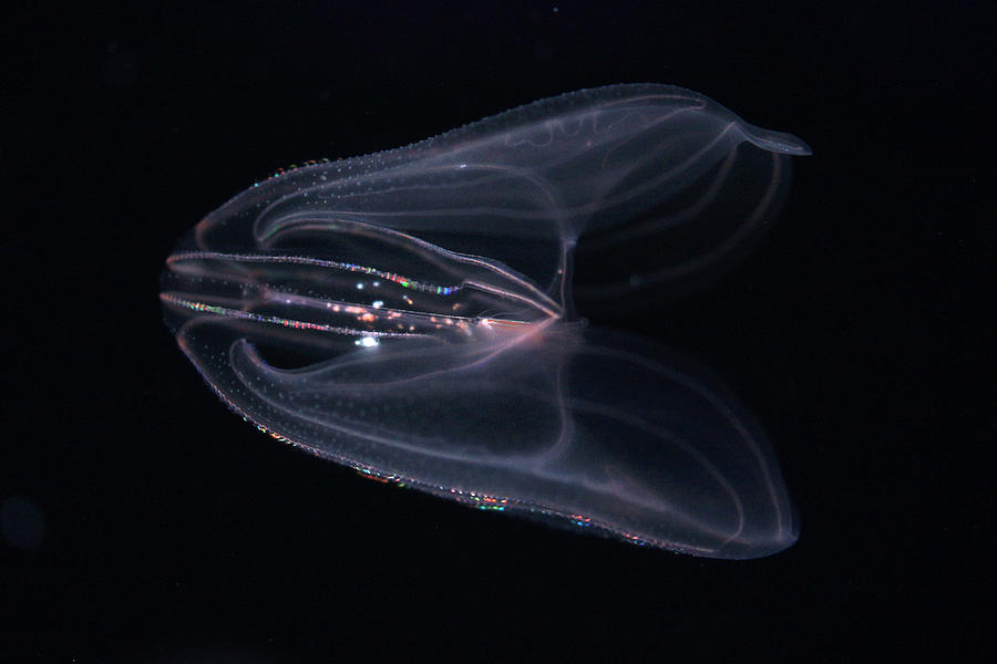 Biolumiescent Comb Jelly Photograph by Hiroya Minakuchi