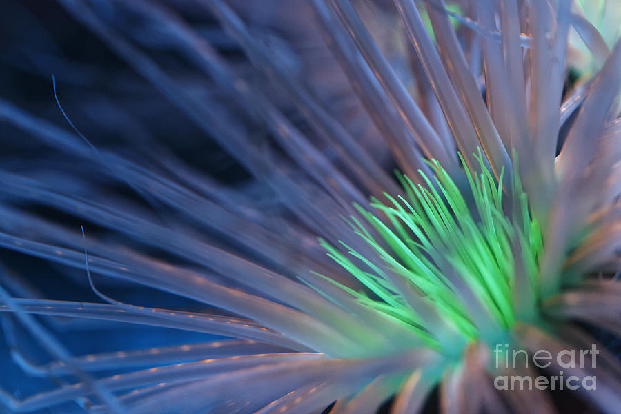 Bioluminescent Anemone Photograph by James L Davidson