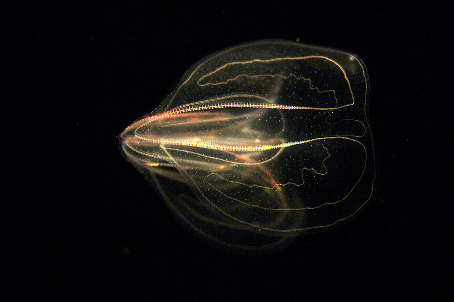 Bioluminescent Comb Jelly Photograph by Hiroya Minakuchi