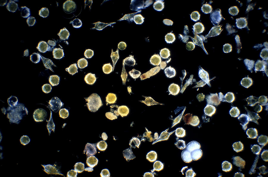 Bioluminescent Dinoflagellates Photograph by Paul Zahl