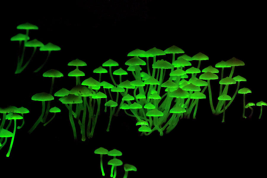 Bioluminescent Mushrooms Photograph by Melvyn Yeo/science Photo Library
