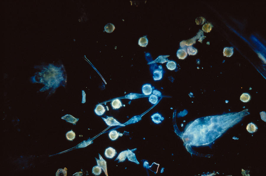 Nature Photograph - Bioluminescent Plankton by Paul Zahl