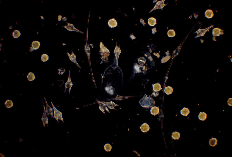 Bioluminscent Dinoflagellates Lm Photograph by Paul Zahl
