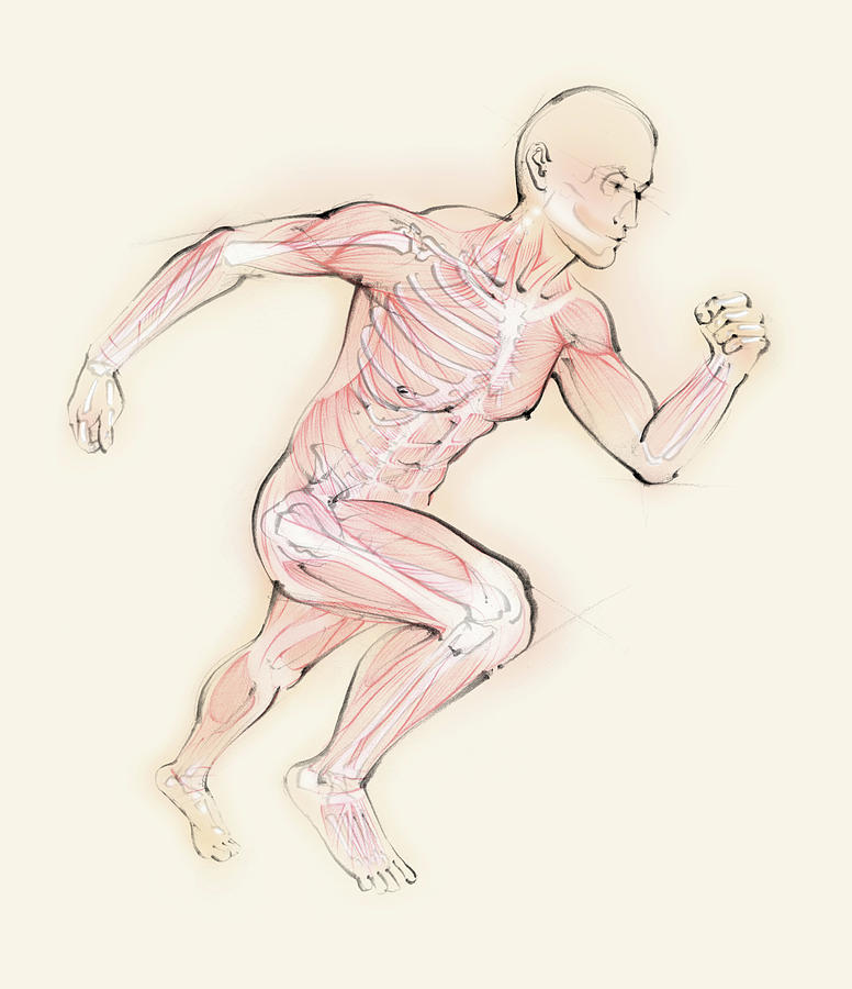 Biomedical Illustration Of Running Man Photograph by Ikon Ikon Images