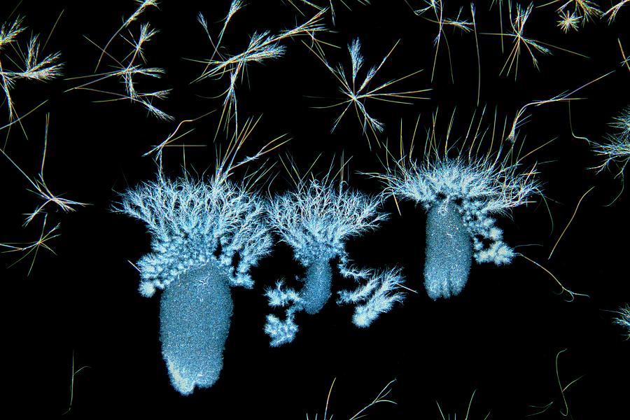 Biotin Crystals Photograph by Antonio Romero