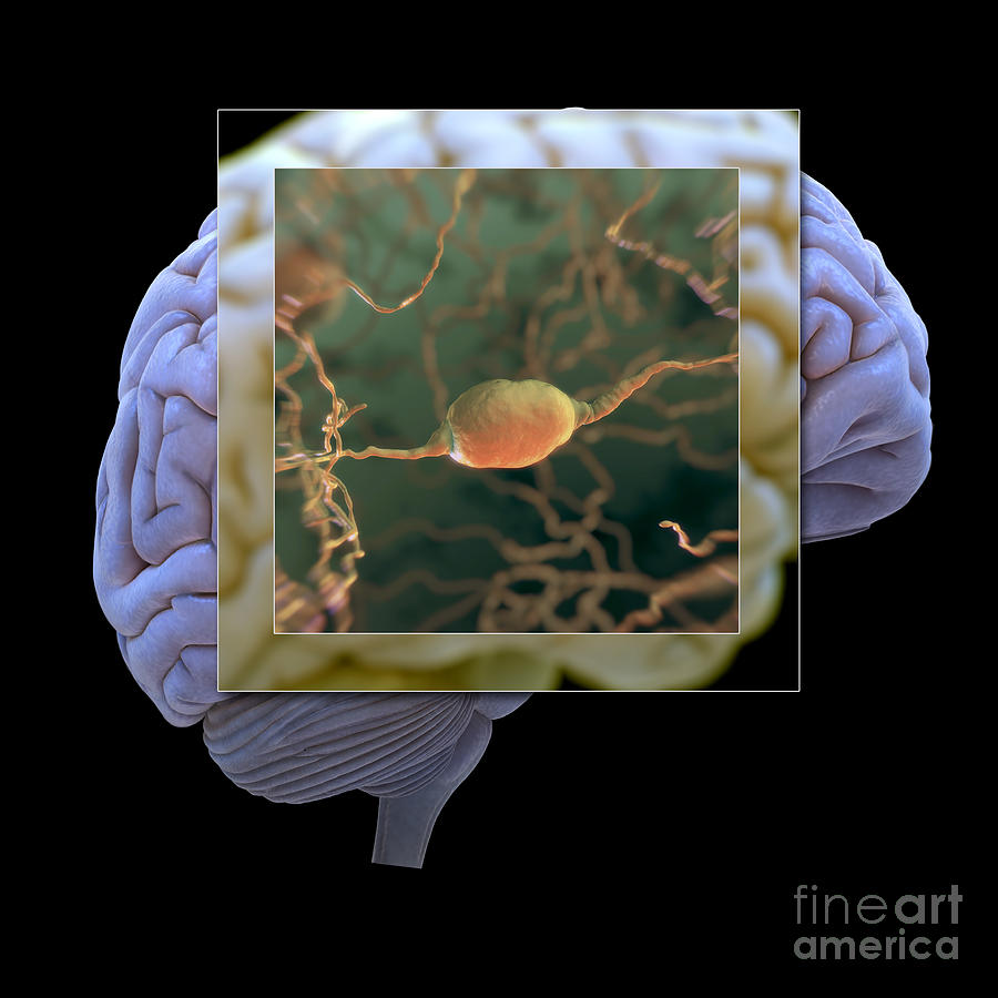 Bipolar Neuron And Brain Photograph by Science Picture Co