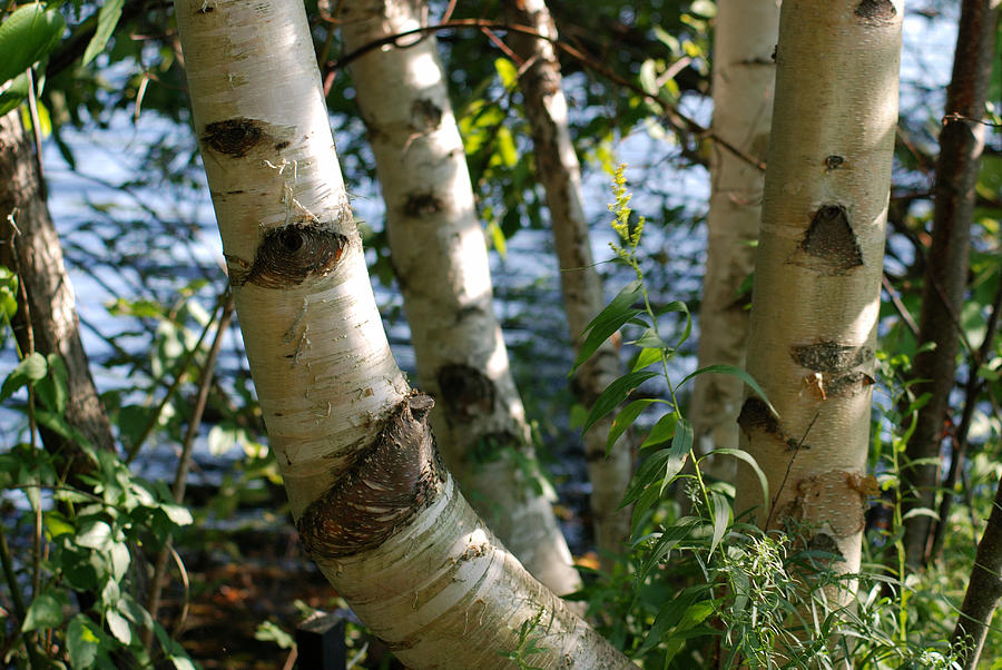 Birch - Showing Its Character Photograph by Janice Adomeit