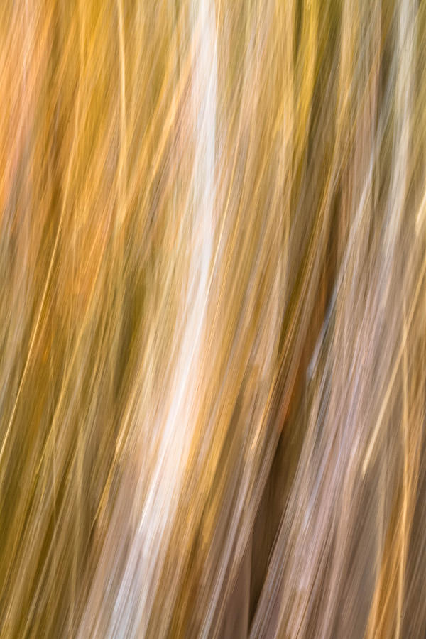 Birch Abstract Photograph