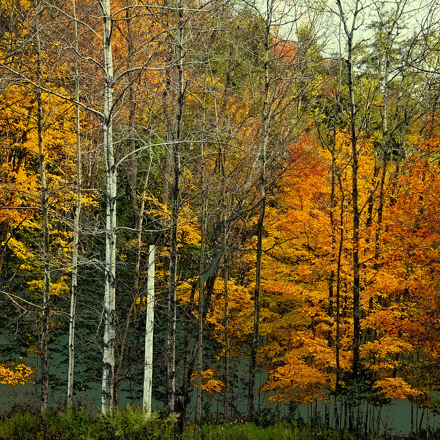 Birch Among the Color Photograph by David Patterson