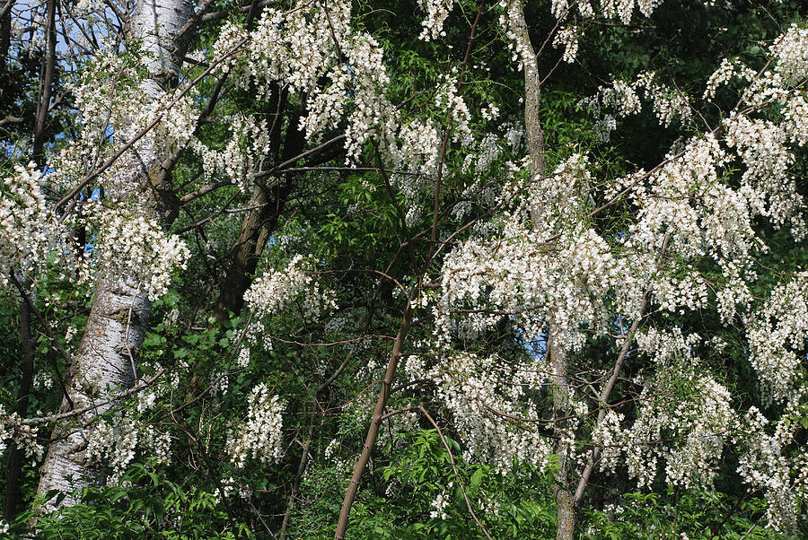BIRCH and BLACK LOCUST IN BLOOM Photograph by Janice Adomeit