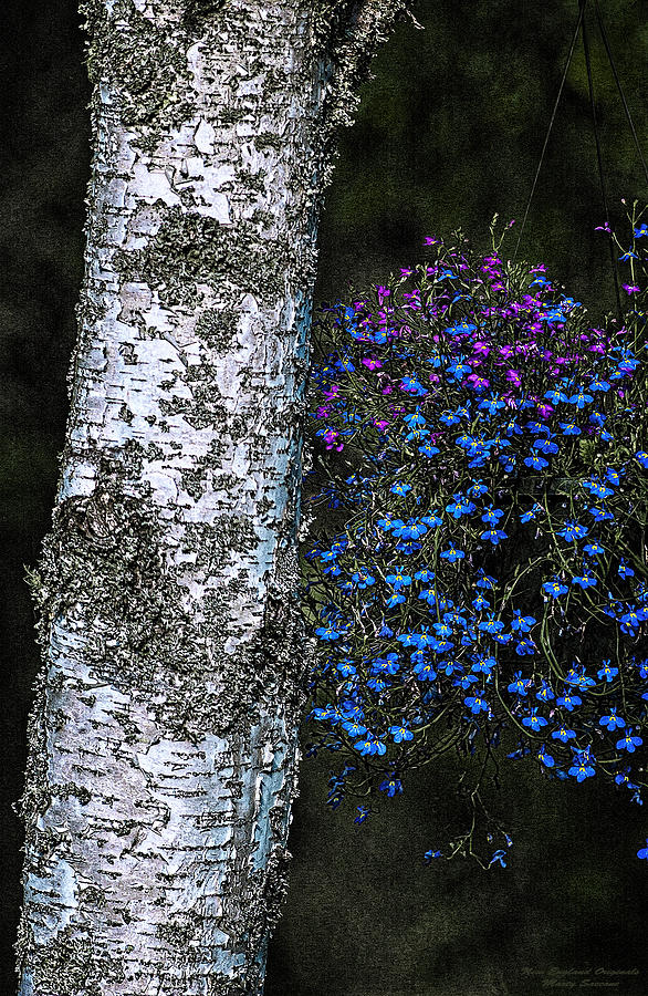 Birch and Blossoms Photograph by Marty Saccone