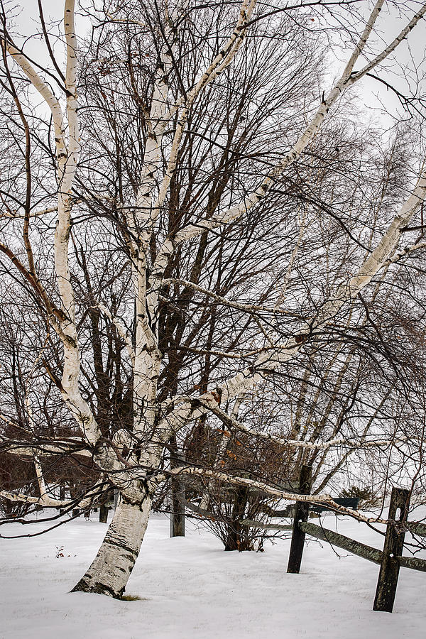 Birch and Fence in Winter Photograph by Robert Mitchell