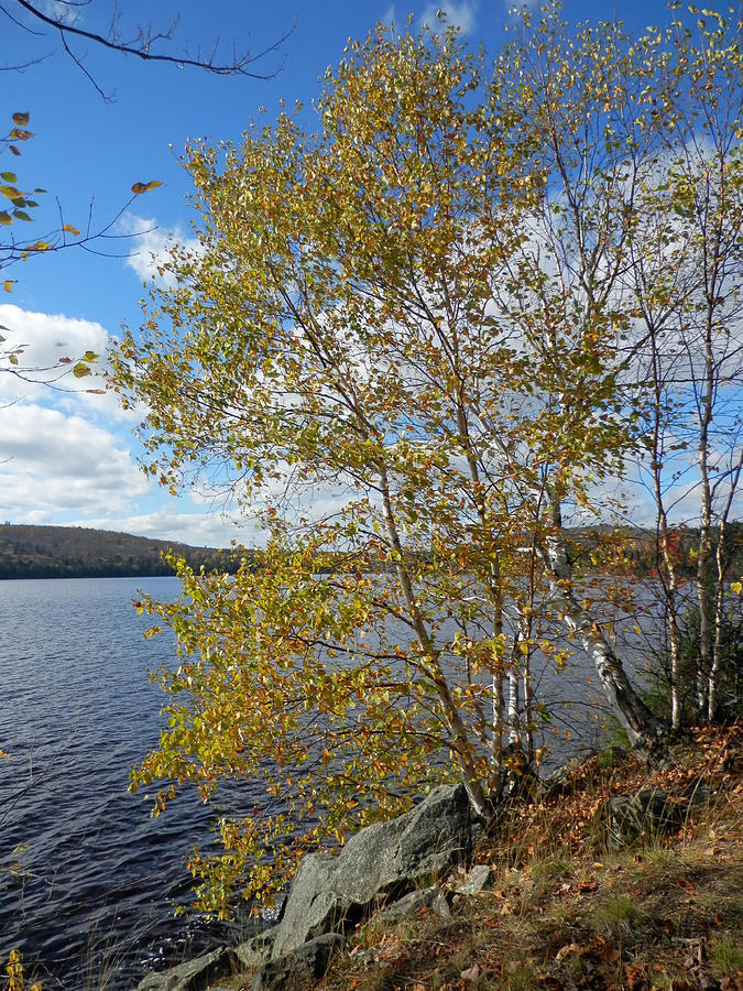 Fall Photograph - Birch and Lake 1 by Pema Hou