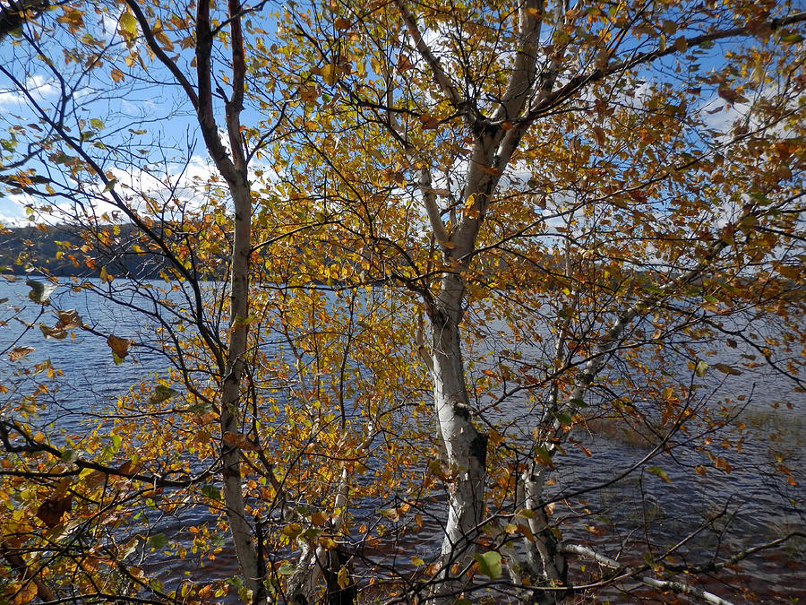Birch and Lake Photograph by Pema Hou