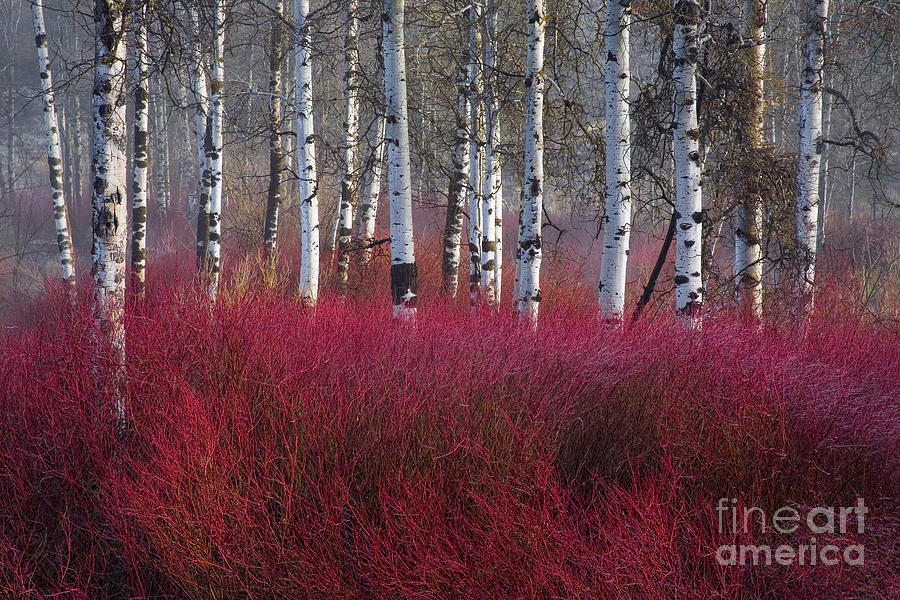 Birch And Red Willow Oregon Photograph by Sean Bagshaw