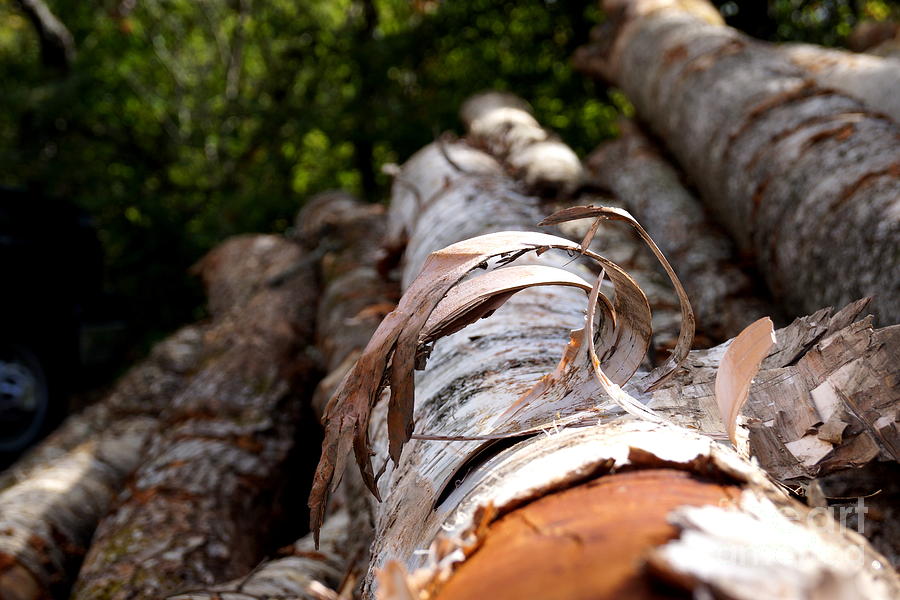 Birch Bark Curl by Kerri Mortenson Birch Bark Curl by Kerri Mortenson