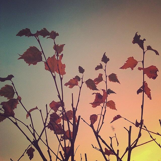 Fall Photograph - #birch  #branches At  #sunrise by Linandara Linandara
