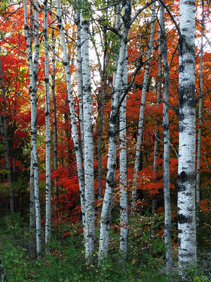 Birch Cluster in Fall Photograph by David T Wilkinson