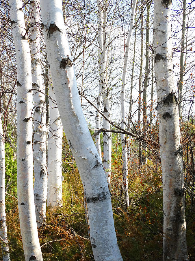 Birch Cluster in Spring Photograph by David T Wilkinson