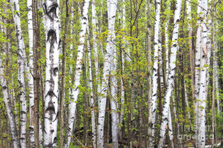 Birch Dream Photograph by Susan Cole Kelly