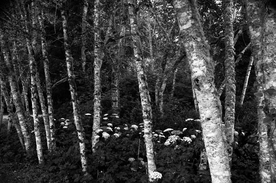 Birch Fence Photograph by Larry Goss