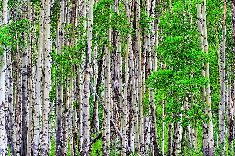 Birch forest 2 Photograph by Jim Boardman
