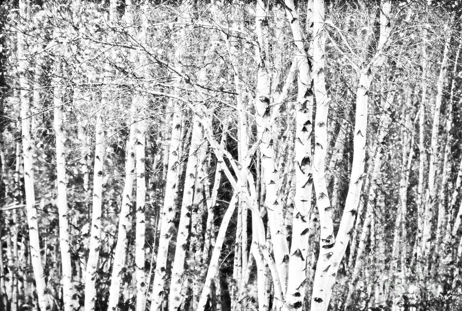 Birch Forest Photograph by Alana Ranney