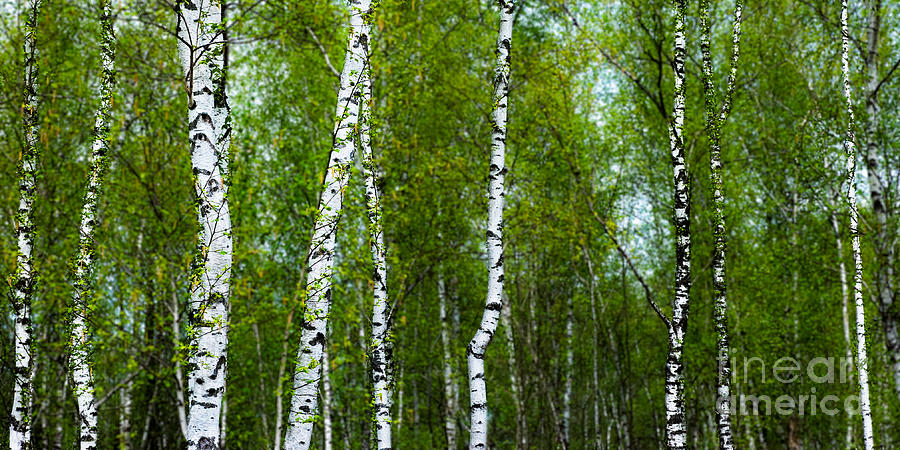 Birch Forest Photograph by Hannes Cmarits