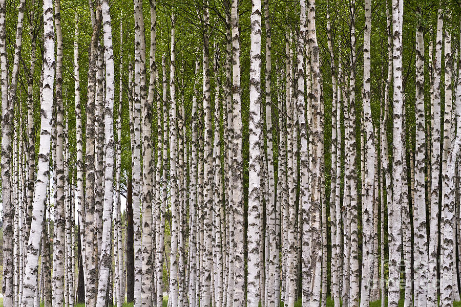 Nature Photograph - Birch Forest by Heiko Koehrer-Wagner