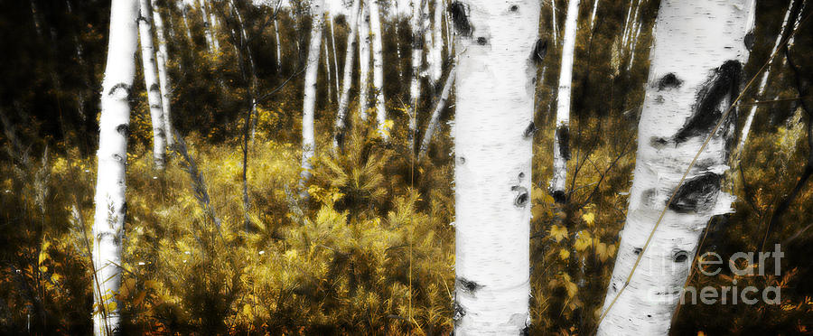 Birch Forest I Photograph by RicharD Murphy