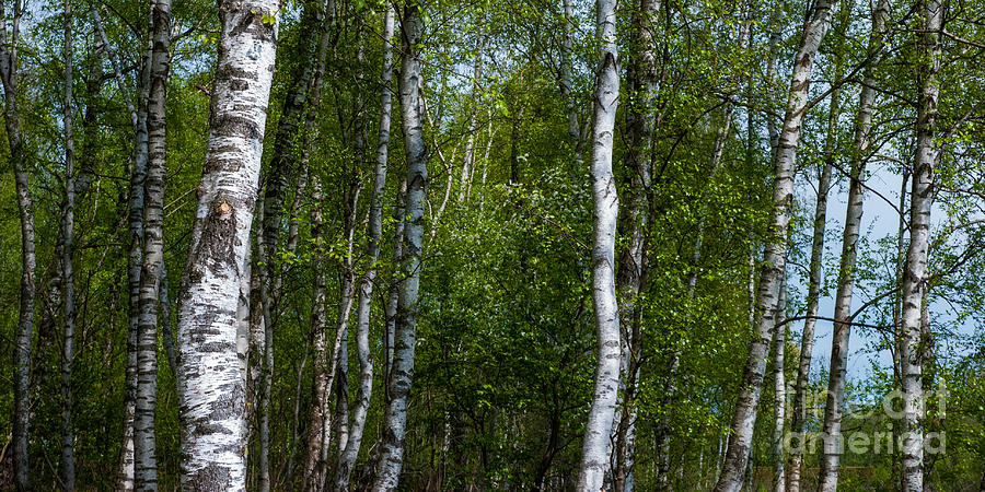 Birch Forest In The Summer Photograph by Hannes Cmarits