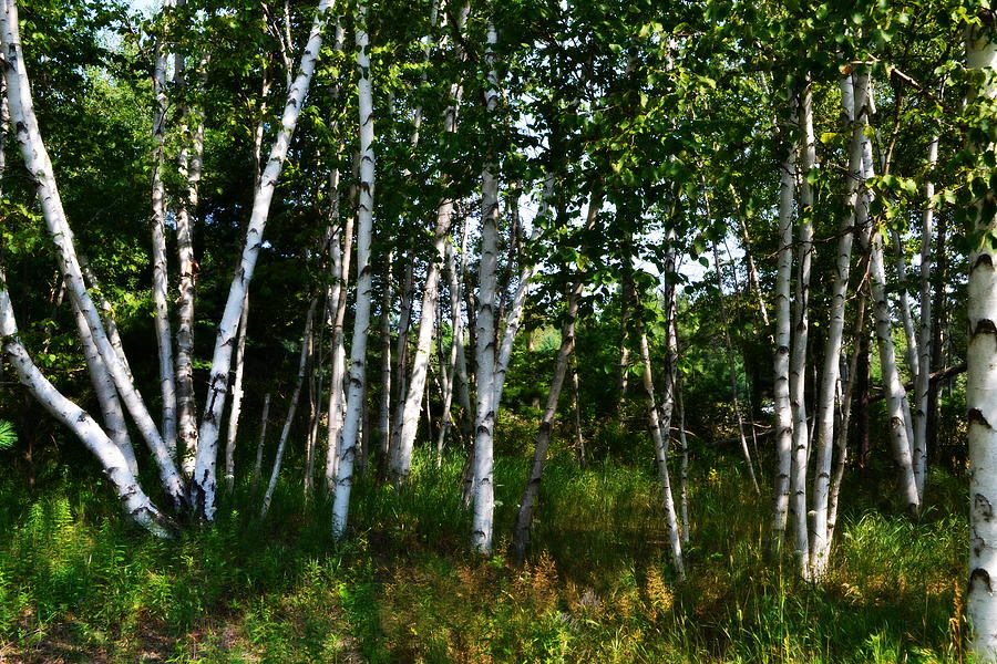 Birch Grove in the Sunlight Photograph by Michelle Calkins